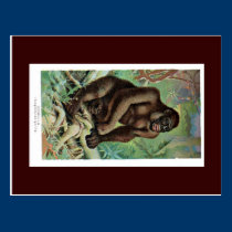 Postcard - Gorillia postcards