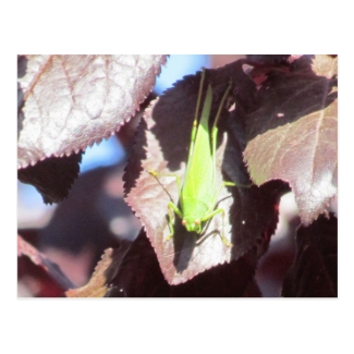 Postcard - Grasshopper in Tree