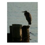 Postcard:  Great Blue Heron