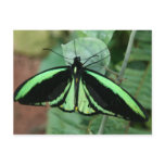 Postcard: Green Butterfly