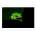 Postcard - Green tree frog on a leaf edge
