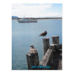 Postcard: Gulls at Morro Bay, CA
