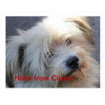 POSTCARD - Hello from China postcards