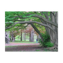 Postcard: Historic Grove in Kissena Park