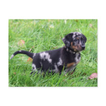Postcard Horizontal Template,beauceron