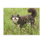 Postcard - Jackson 2 - $1.00 goes to Paws for Life