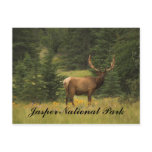 Postcard - Jasper National Park