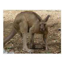 Postcard Kangaroo QLD Australia