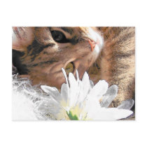 Postcard kitty postcards