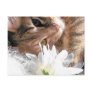Postcard kitty