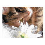 Postcard kitty postcards