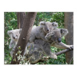 Postcard Koala QLD Australia