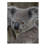 Postcard Koala QLD Australia