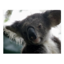Postcard Koalas QLD Australia