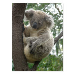 Postcard Koalas QLD Australia