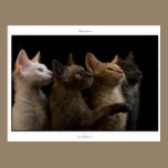 Postcard: LaPerm cats postcards