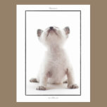 Postcard: LaPerm kitten, Jorunn postcards