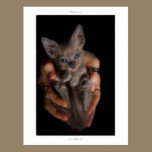 Postcard: LaPerm-kitten, Safe from harm postcards