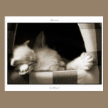 Postcard: LaPerm mother and kitten postcards