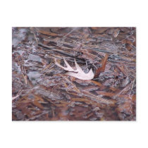 Postcard "Leaf Dry" by smilodonart Postcard "Leaf Dry"