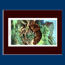 Postcard - Leopard postcards