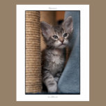 Postcard: Magne, LaPerm kitten postcards