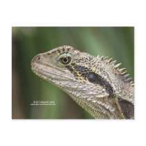 Postcard of brown lizzard.