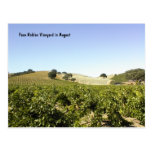 Postcard: Paso Robles Vineyard in August