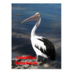 POSTCARD - Pelican postcards