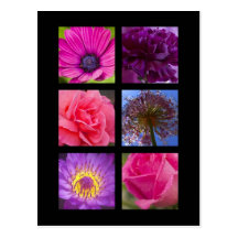 Postcard - Pink Purple Flowers