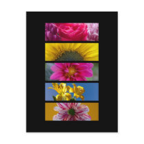 Postcard - Pink & Yellow Macro Flowers