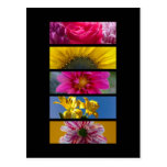 Postcard - Pink & Yellow Macro Flowers