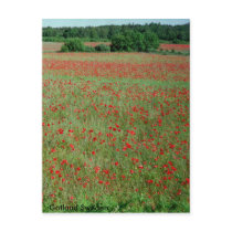 Postcard Poppie fields  from Gotland Sweden