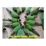 POSTCARD - Port Lincoln Parrots Australia postcards