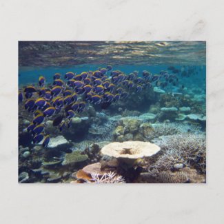 Postcard - Powder Blue Surgeon Fish zazzle_postcard