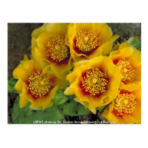 Postcard / Prickly Pear Cactus