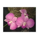 Postcard: Purple Striped Orchids