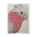 Postcard - Rose Breasted Cockatoo by pawtraitart Postcard - Rose Breasted Cockatoo