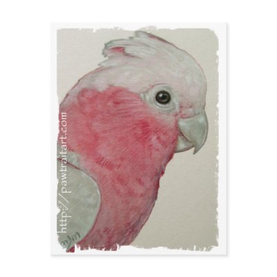 Postcard - Rose Breasted Cockatoo by pawtraitart