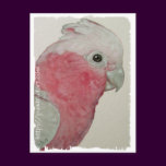 Postcard - Rose Breasted Cockatoo