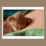 Postcard: Safehaven, LaPerm kitten postcards