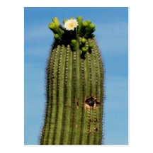 Postcard Sahuaro cactus in bloom