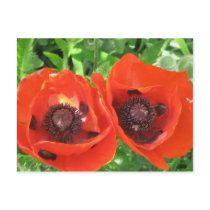 POSTCARD/scarlet poppies by Bourach POSTCARD/scarlet poppies