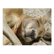 Postcard Sleeping Kangaroo QLD Australia