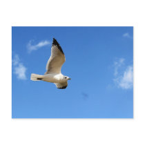 Postcard-Soaring Seagull