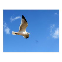 Postcard-Soaring Seagull