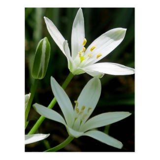 Postcard: Star-of-Bethlehem (Flower)