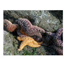 Postcard:  Starfish
