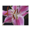 Postcard- StargazerLily