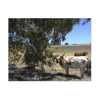 Postcard: Steer under tree in Paso Robles, CA postcard